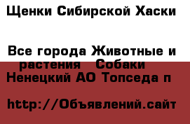 Щенки Сибирской Хаски - Все города Животные и растения » Собаки   . Ненецкий АО,Топседа п.